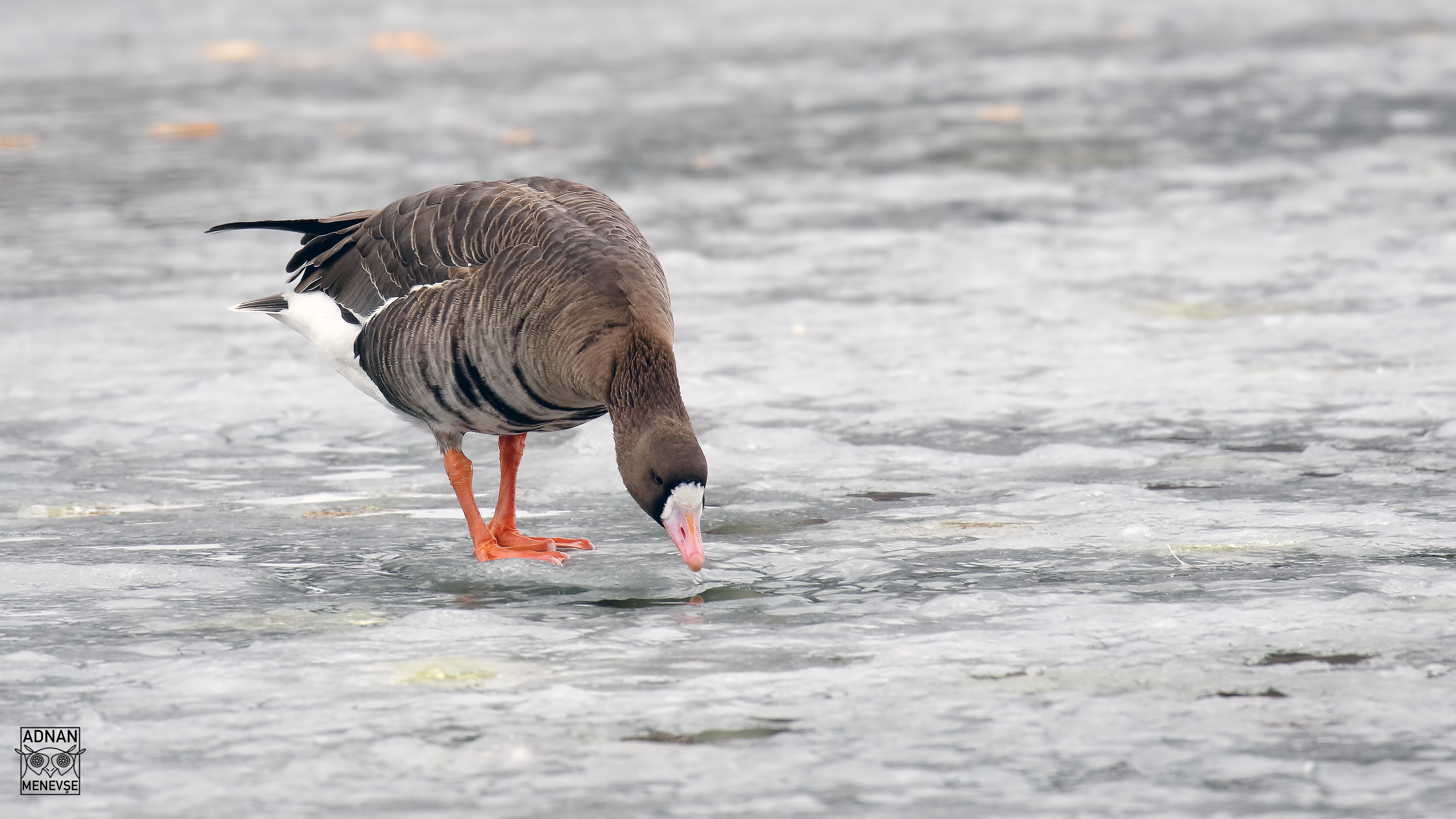 Greater White-fronted Goose
